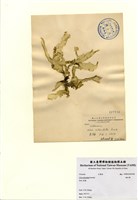 藏品(網石蓴)的圖片